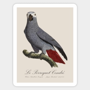 African Grey Parrot / Le Perroquet Cendre - 19th century Jacques Barraband Illustration Magnet